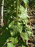 Monnaie du pape - Lunaria annua (5)
